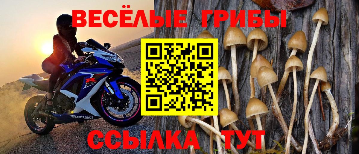 Красногорск  Псилоцибиновые грибы прущие грибы  Вход с VPN 